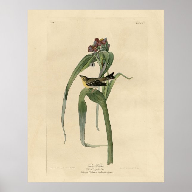 Poster Vigors Vireo (Pine Warbler) Audubon Birds América (Frente)