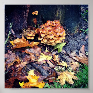 Poster Vila Mushroom