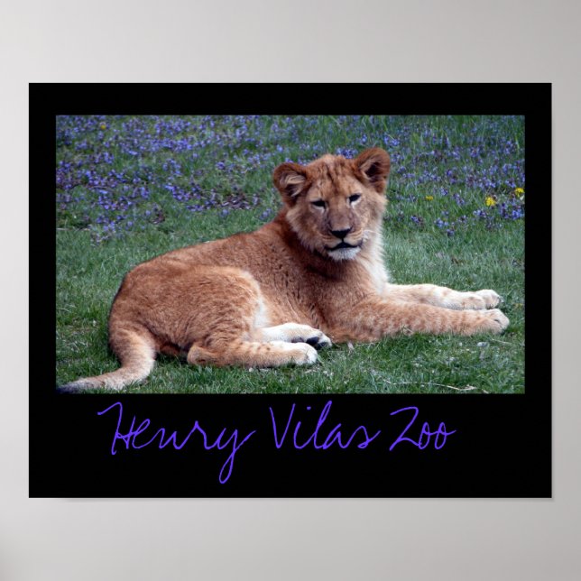 Pôster Vilas Zoo Cub (Frente)