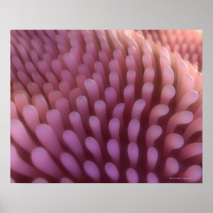 Pôster Villi intestinais