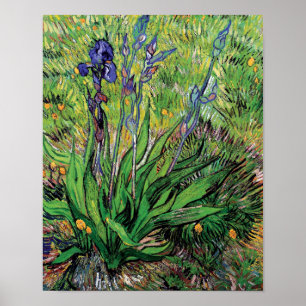Poster Vincent Van Gogh - A Iris Nature Lover Fine Art