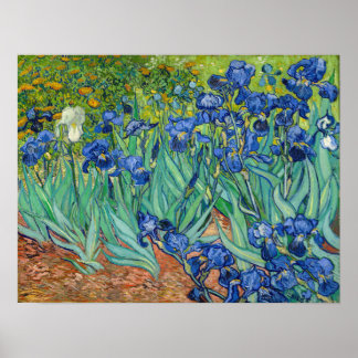 Poster Vincent Van Gogh - Irrises