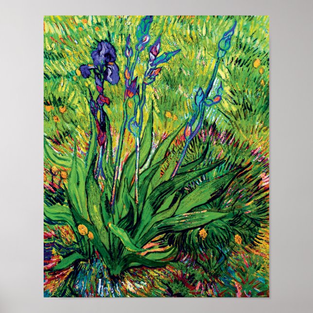 Poster Vincent Van Gogh - O Lírio - Amante de Flores Pop  (Frente)