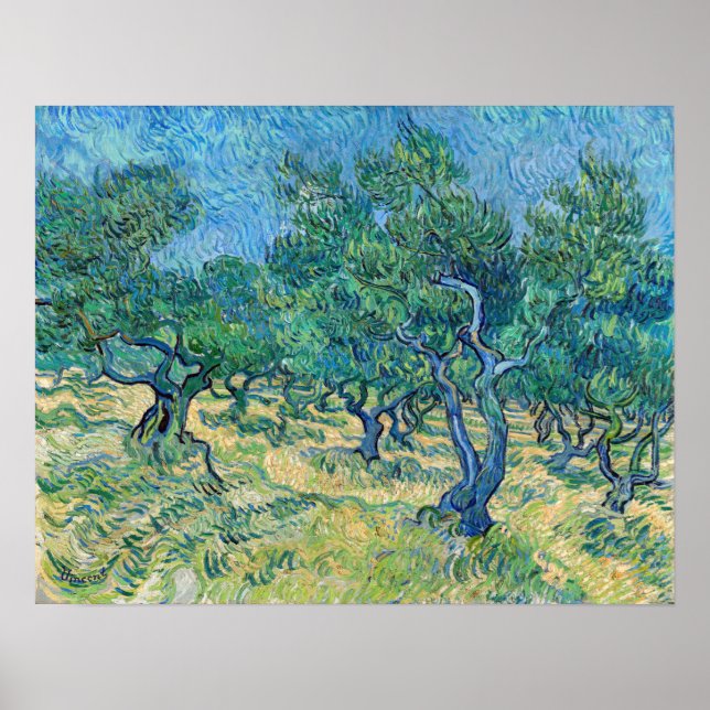 Poster Vincent van Gogh - Olive Grove (Frente)