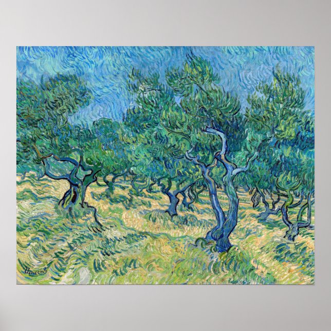 Poster Vincent van Gogh - Olive Grove (Frente)