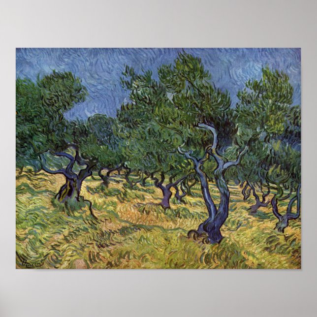 Poster Vincent van Gogh - Olive Grove (Frente)