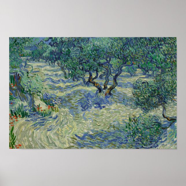 Poster Vincent van Gogh - Olive Orchard (Frente)