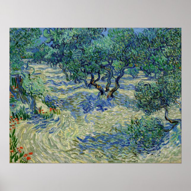 Poster Vincent van Gogh - Olive Orchard (Frente)