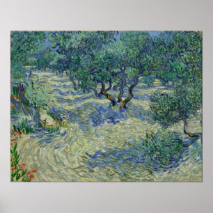 Pôster Vincent van Gogh - Olive Orchard