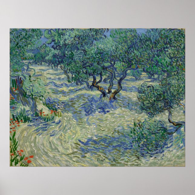 Pôster Vincent van Gogh - Olive Orchard (Frente)