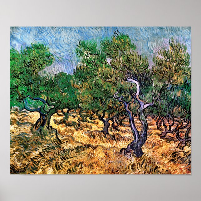 Pôster Vincent Van Gogh - Oliveiras Arte Fina (Frente)