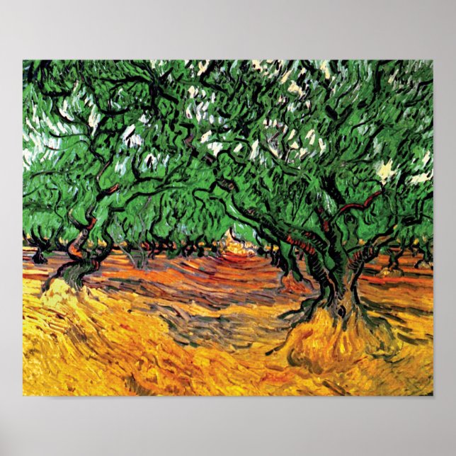 Pôster Vincent Van Gogh - Oliveiras Arte Fina (Frente)