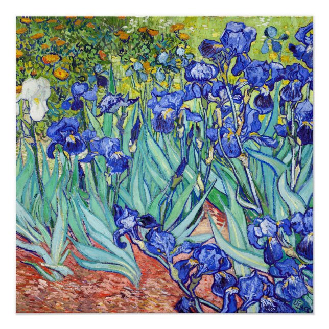 Pôster Vincent Van Gogh painting Irises (Frente)