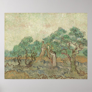 Pôster Vincent Van Gogh Pomar De Oliva