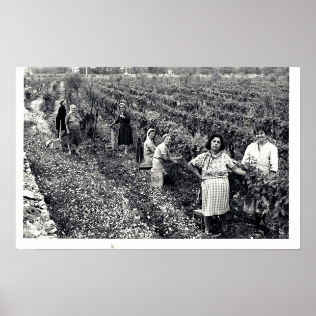 POSTER VINEYARD (Frente)