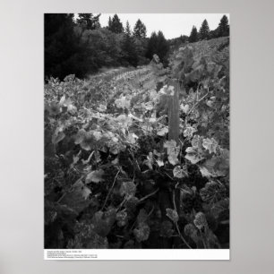 Poster Vineyard and Hills, Draper Vineyard, 1966