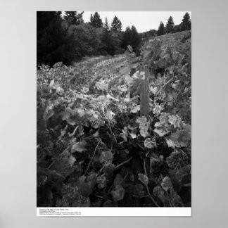 Poster Vineyard and Hills, Draper Vineyard, 1966