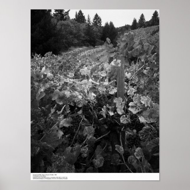 Poster Vineyard and Hills, Draper Vineyard, 1966 (Frente)