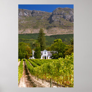 Pôster Vineyard, Cape Town, Western Cape, South Africa 2