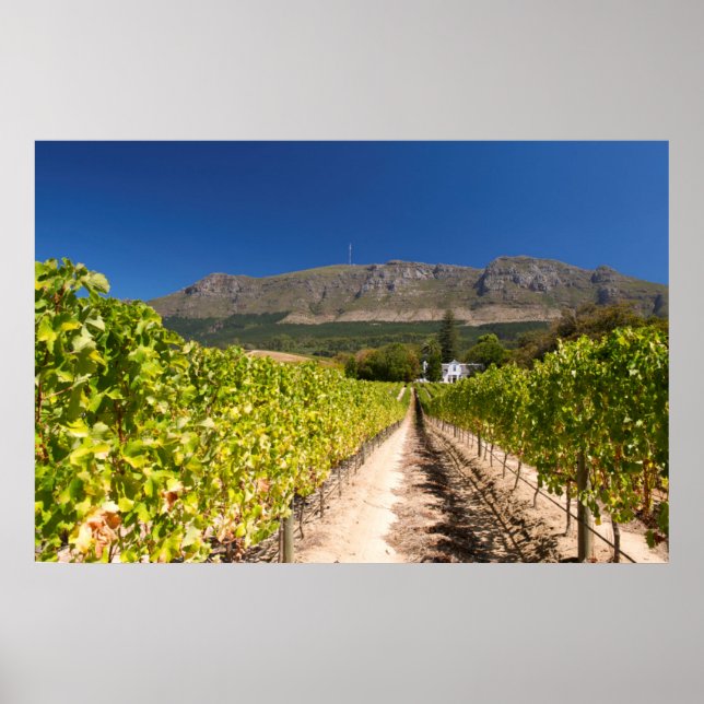 Poster Vineyard, Cidade do Cabo, Cabo Ocidental, África d (Frente)