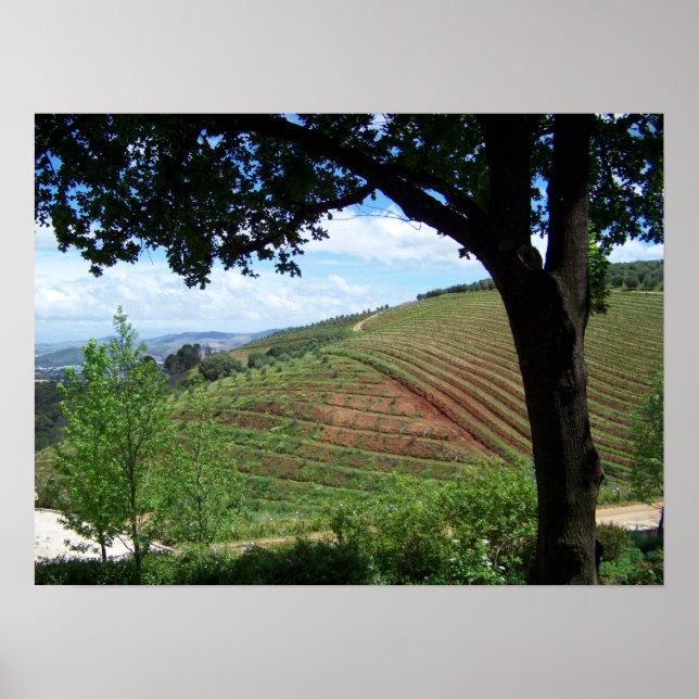 Pôster Vineyard Pride (Frente)