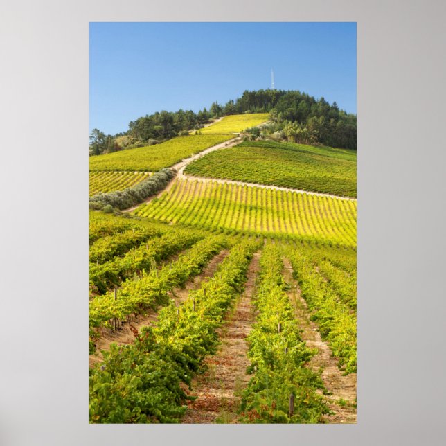 Poster Vineyard, Stellenbosch, Western Cape (Frente)
