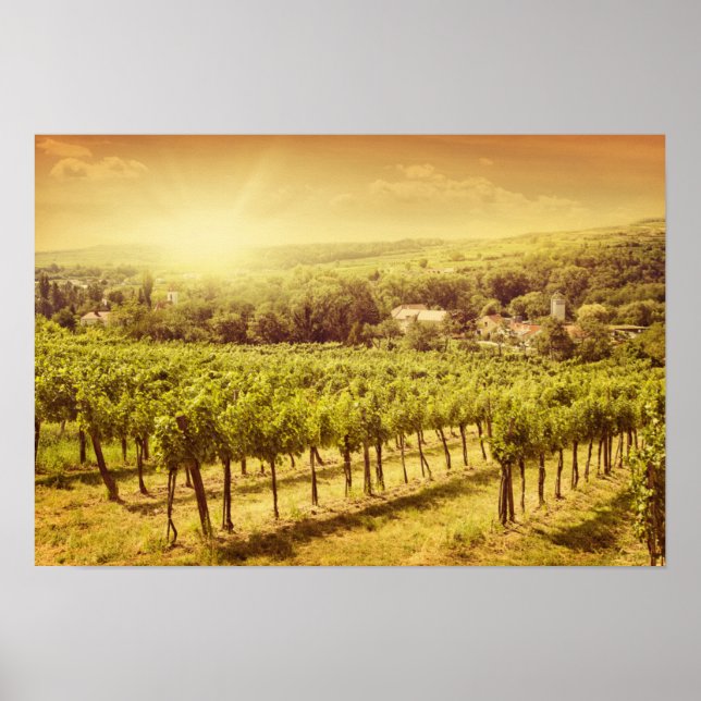 Poster Vineyards Landscape (Frente)