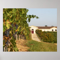 Vineyards, petit verdot vines e adega