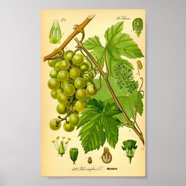 Poster Vinha de Uva Comum (Vitis vinifera) (Frente)