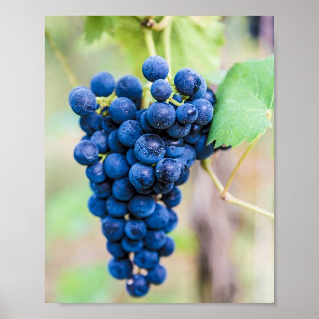 Poster Vinha de uva para vinho e para vinho (Frente)
