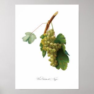 Poster Vinha de uvas - Ilustração de vinhagem