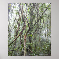 vinha e ramos torcidos na floresta tropical