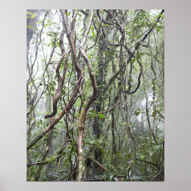 Pôster vinha e ramos torcidos na floresta tropical (Frente)