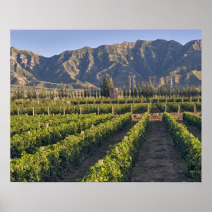 Pôster Vinhas Cabernet Sauvignon em Huailai Rongchen
