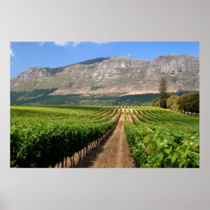 Pôster Vinhas da Grande Propriedade Vinícola Constantia