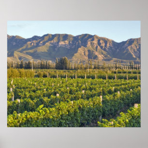 Poster Vinhas de Cabernet Sauvignon em Huailai Rongchen 2