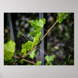 Poster Vinhas e Teias de Aranha