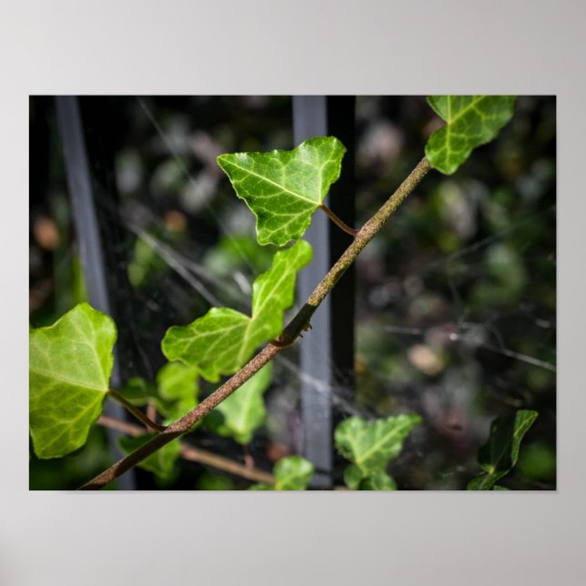 Poster Vinhas e Teias de Aranha (Frente)
