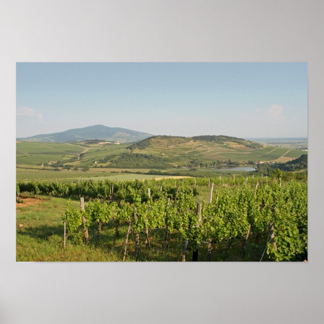 Poster Vinhas Tokaj, Hungria (Frente)