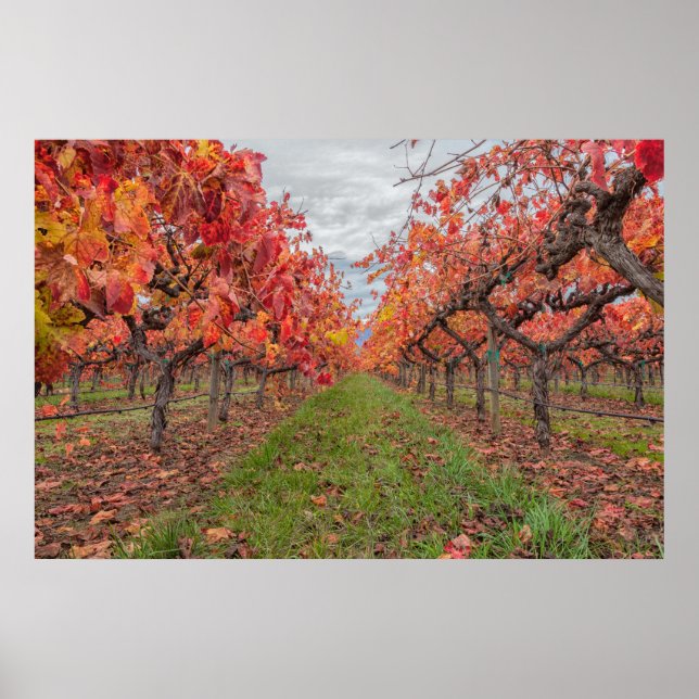 Poster Vinhas Vermelhas no outono (Frente)