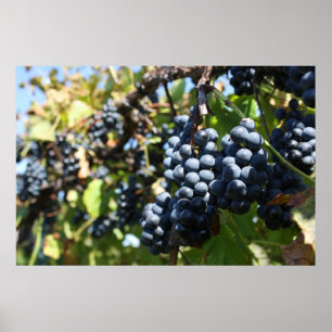 Pôster Vinhedo das uvas