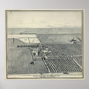 Poster Vinhedo de Locan, Fresno