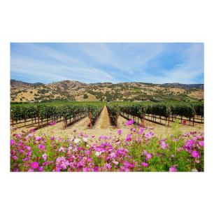 Pôster Vinhedo de Napa Valley com cosmos