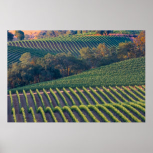 Poster Vinhedos do russo River Valley