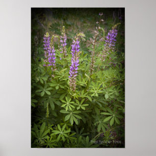 Pôster Vinheta do Lupine