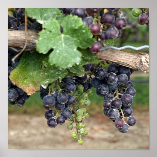 Pôster Vinho na Vinha (Frente)