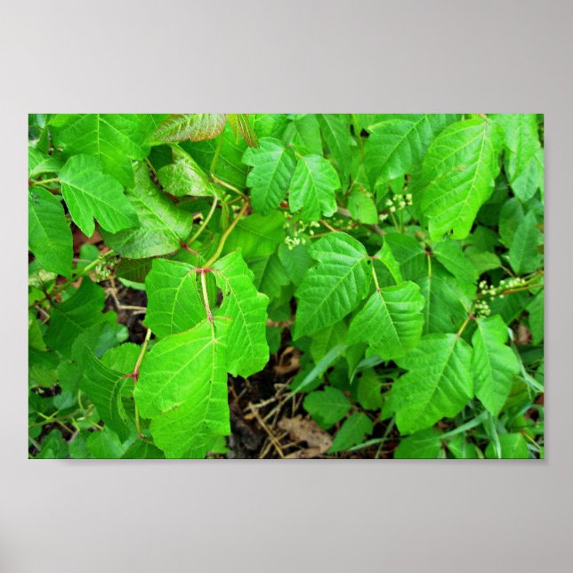 Pôster Vinho venenoso (Frente)