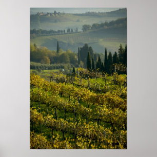 Pôster Vinícola, Toscana, Itália