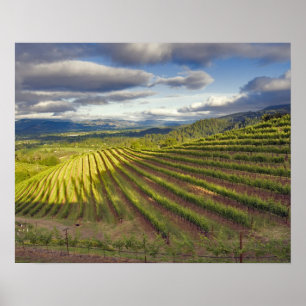 Poster Vinícola. Vale de Napa. Napa. Condado de Napa,