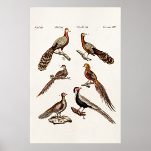Poster Vintage 1700s Pheasant Game Birds - Pheasant Bird